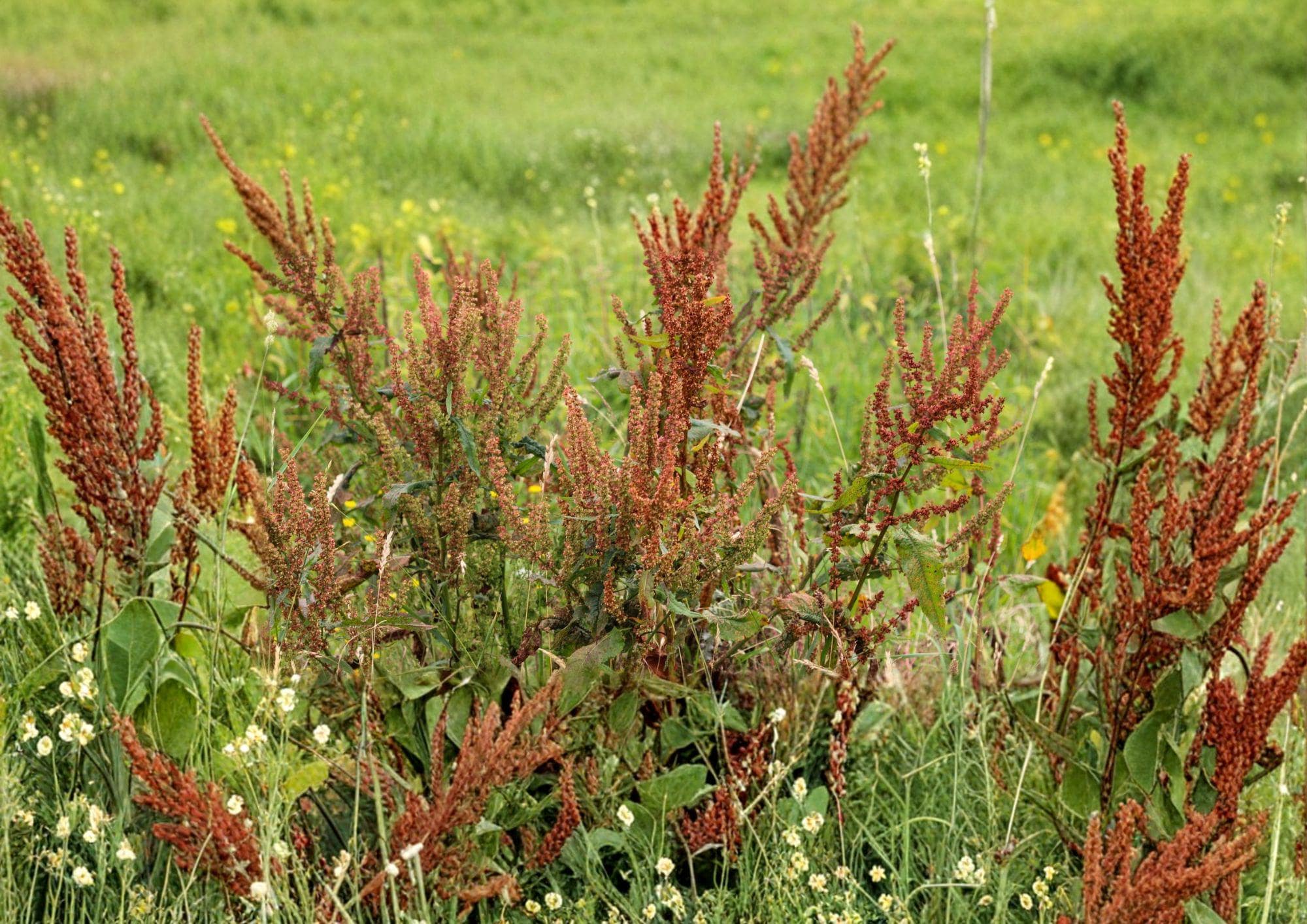 Water Dock Seeds – Native Wetland Perennial, Tall Seed Heads, Rumex orbiculatus for Rain Gardens & Wetlands