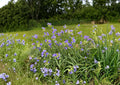 Ohio Spiderwort Seeds – Sky Blue Flowers, Native Perennial, Pollinator Garden Plants, Tradescantia ohiensis, Wildflower Seeds