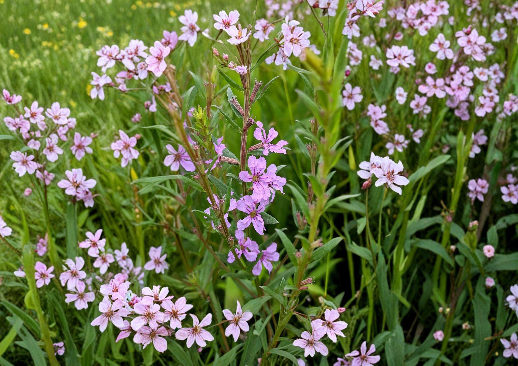Winged Loosestrife Seeds – Native Pink Purple Wildflower for Rain Gardens, Pond Edges, Lythrum alatum, Perennial, Wetland Plant Seeds