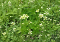 Anemone cylindrica Thimbleweed Seeds – Native Perennial with White Flowers & Seed Heads, Drought-Tolerant Wildflower