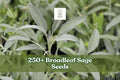 250+ Broadleaf Sage Seeds – Perennial Herb Garden, Salvia officinalis, Aromatic Green Foliage, Culinary Herb, Easy to Grow