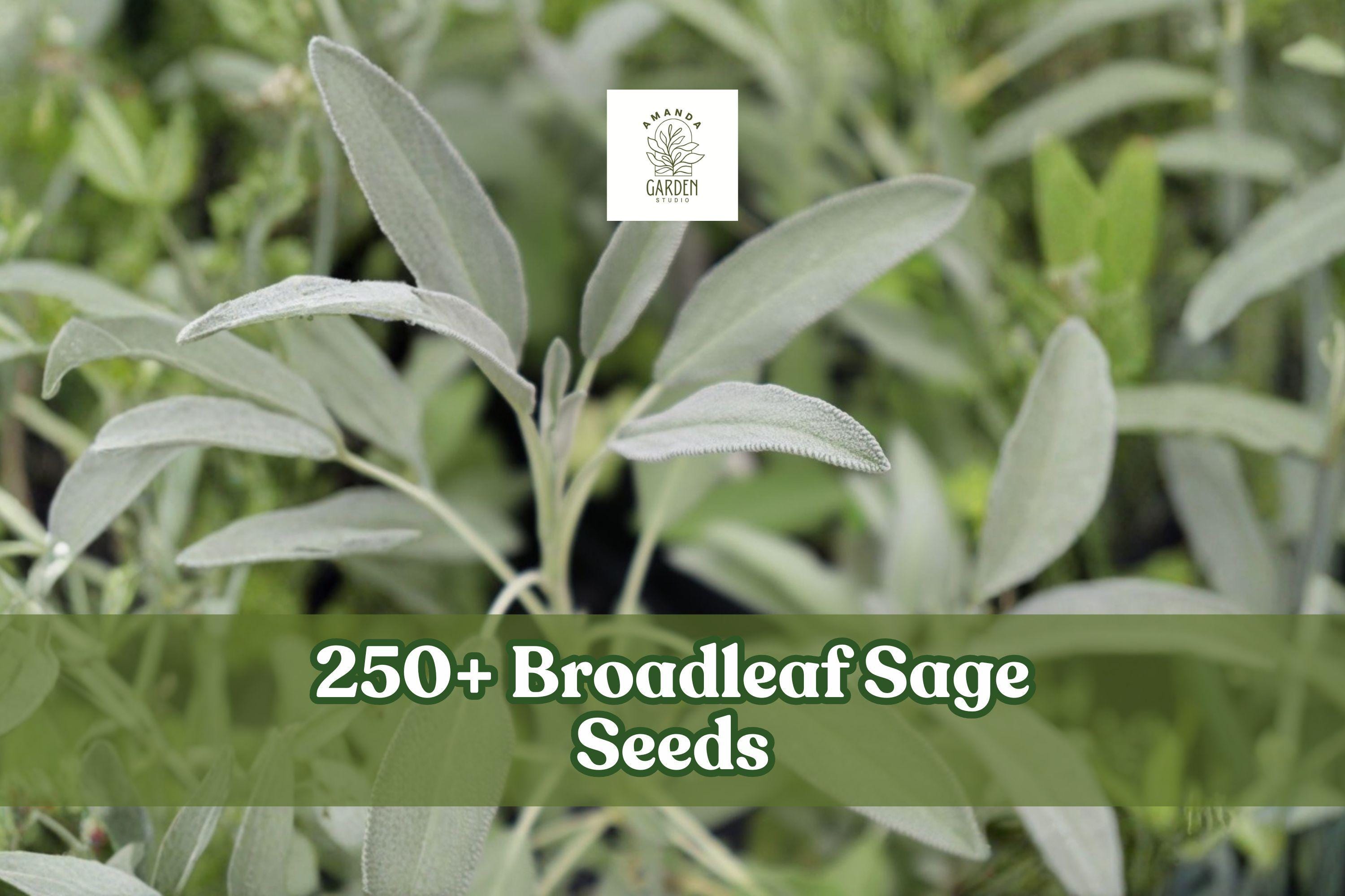 250+ Broadleaf Sage Seeds – Perennial Herb Garden, Salvia officinalis, Aromatic Green Foliage, Culinary Herb, Easy to Grow