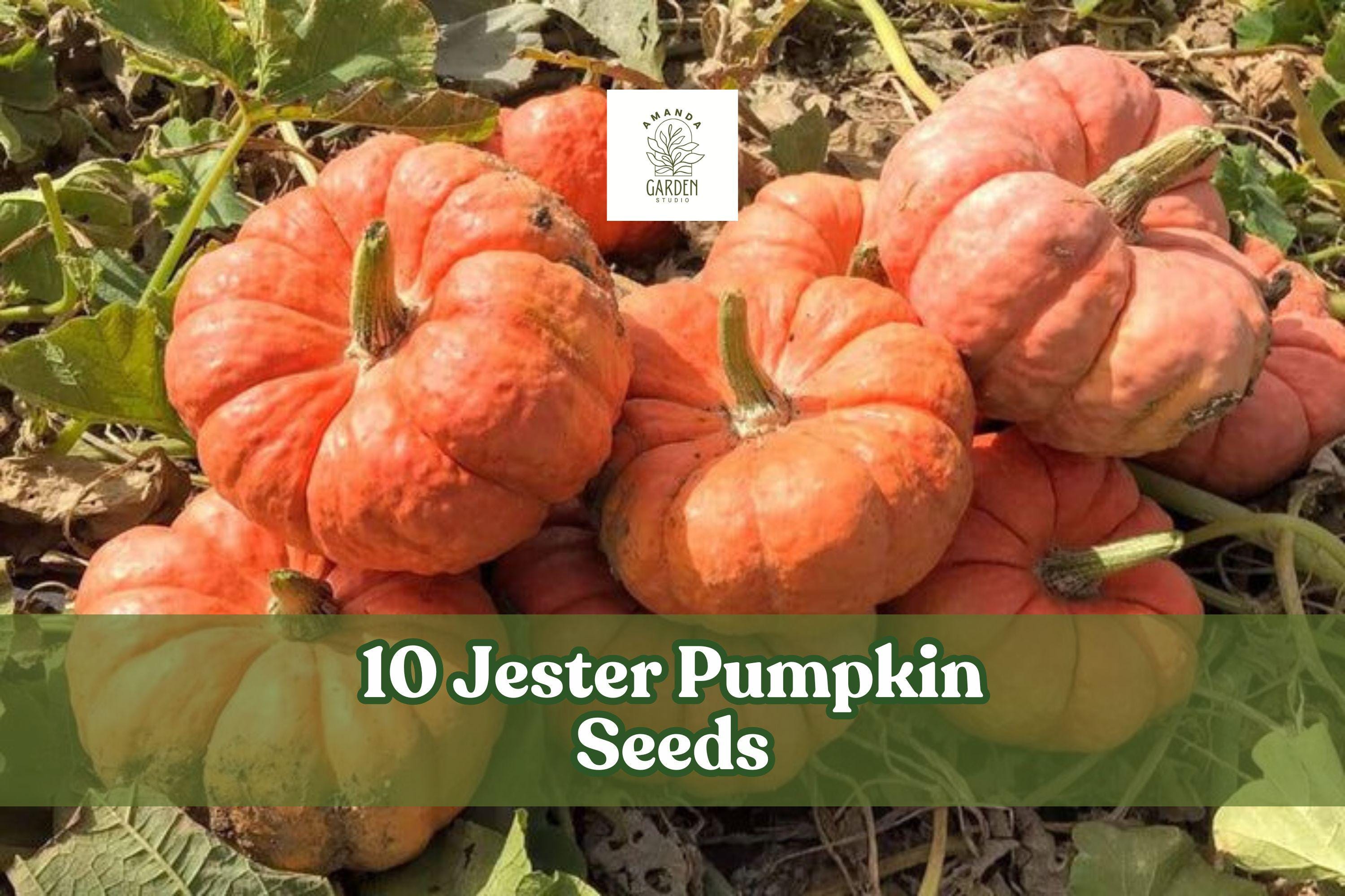 Jester Pumpkin Seeds – Salmon Red Bumpy Skin – Edible & Ornamental Cucurbita pepo, Compact Vine for Fall Garden Display