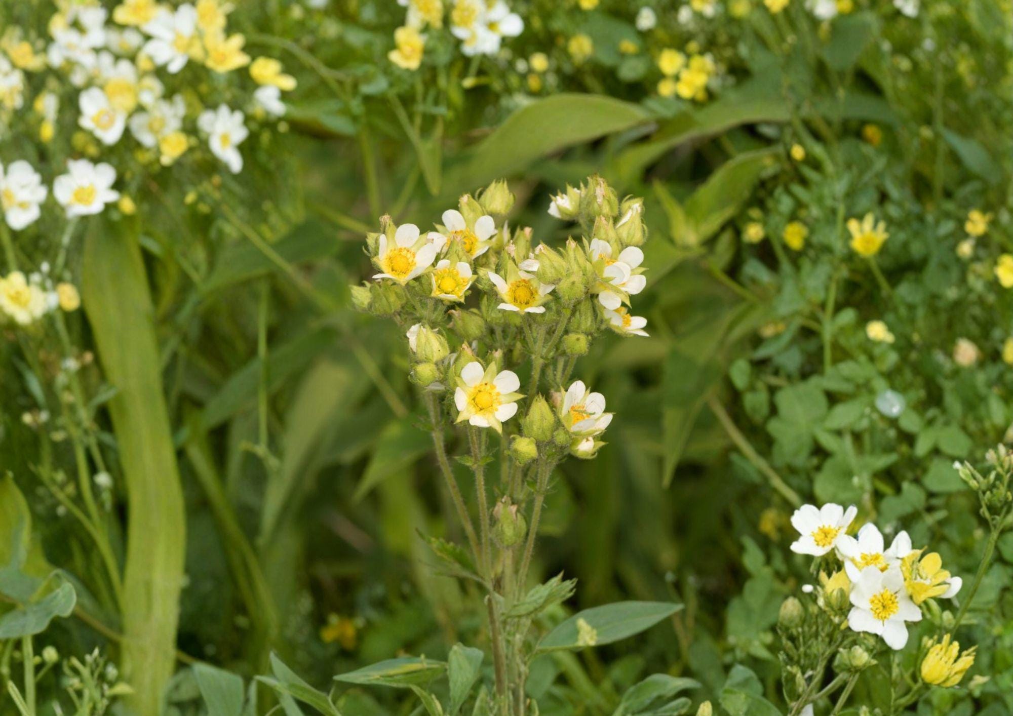 Prairie Cinquefoil Seeds – Native Perennial with Creamy White Flowers – Drymocallis arguta for Prairie Gardens & Wildflower Meadows