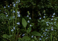Lobelia Inflata Seeds – Native Wildflower for Pollinator Gardens – Indian Tobacco, Blue Tubular Flowers, Ecological Landscaping