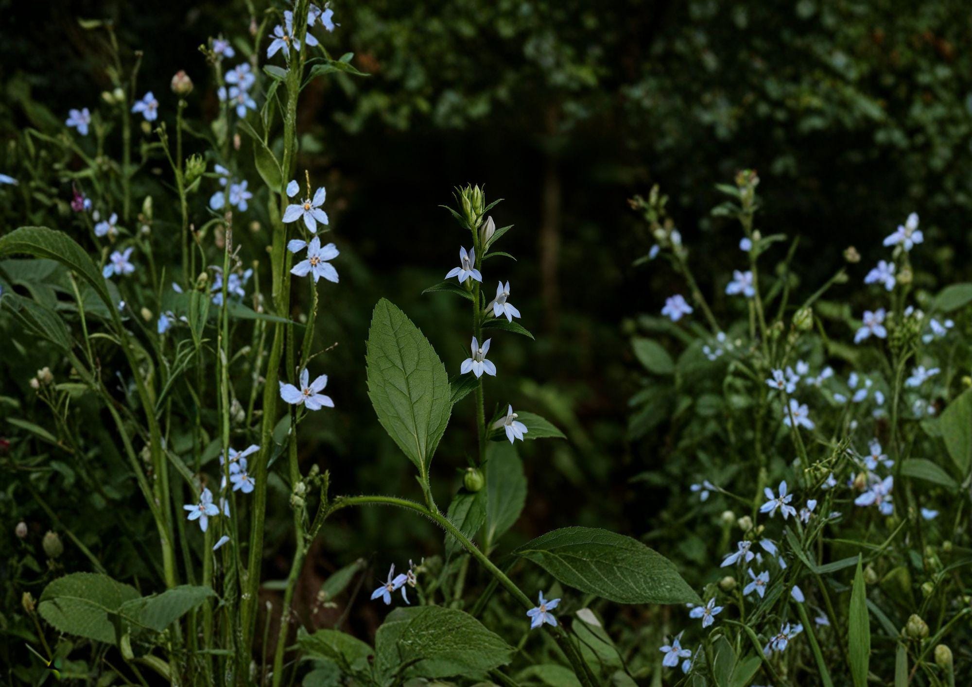 Lobelia Inflata Seeds – Native Wildflower for Pollinator Gardens – Indian Tobacco, Blue Tubular Flowers, Ecological Landscaping