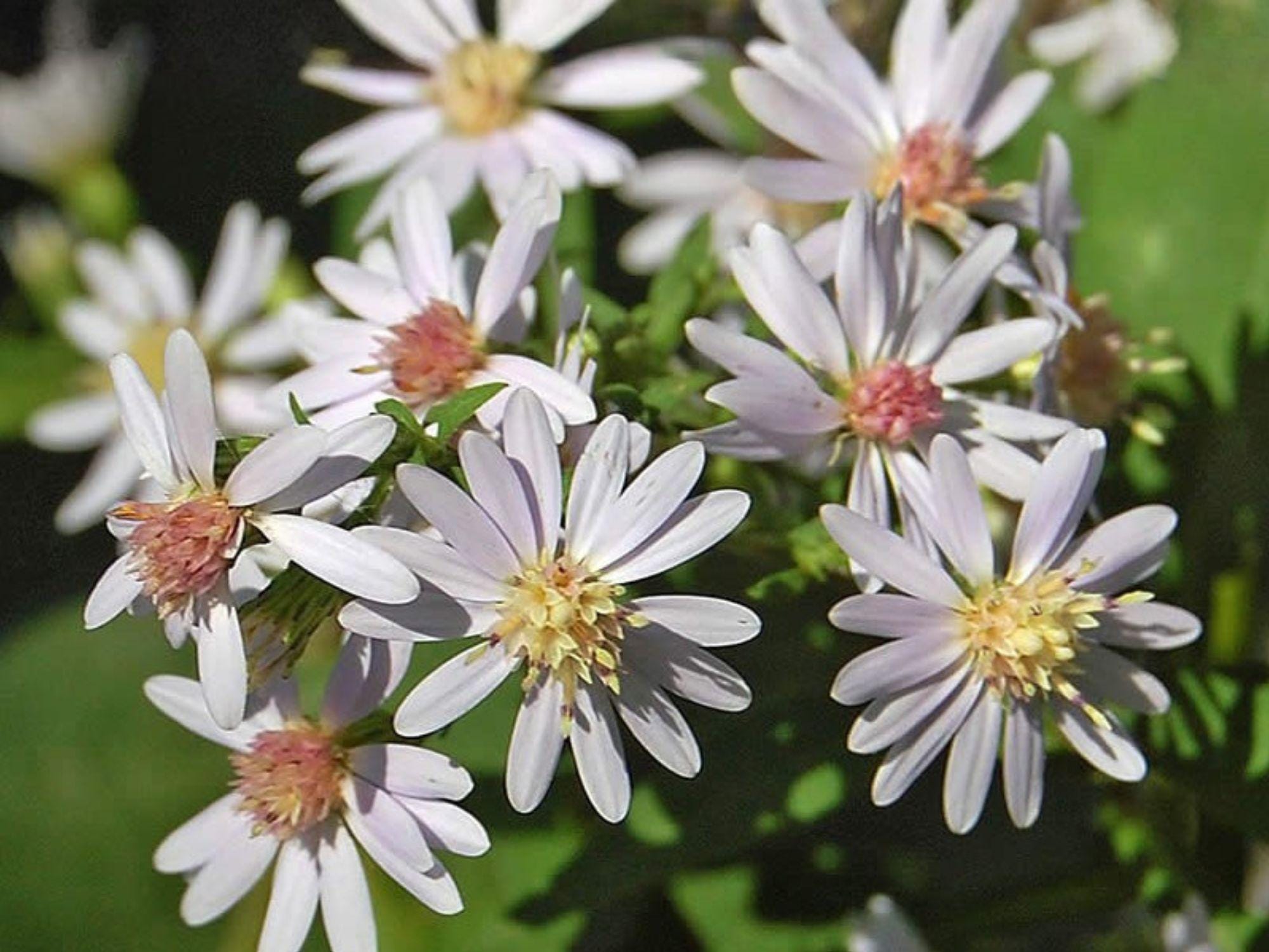 Drummond’s Aster Seeds - Heirloom Non-GMO Wildflower for Pollinator Gardens - Symphyotrichum drummondii, Cottage & Wildflower Garden