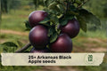 Arkansas Black Apple Seeds – Heirloom Malus domestica for Backyard Orchard, Edible Landscape, and Fruit Tree Cultivation