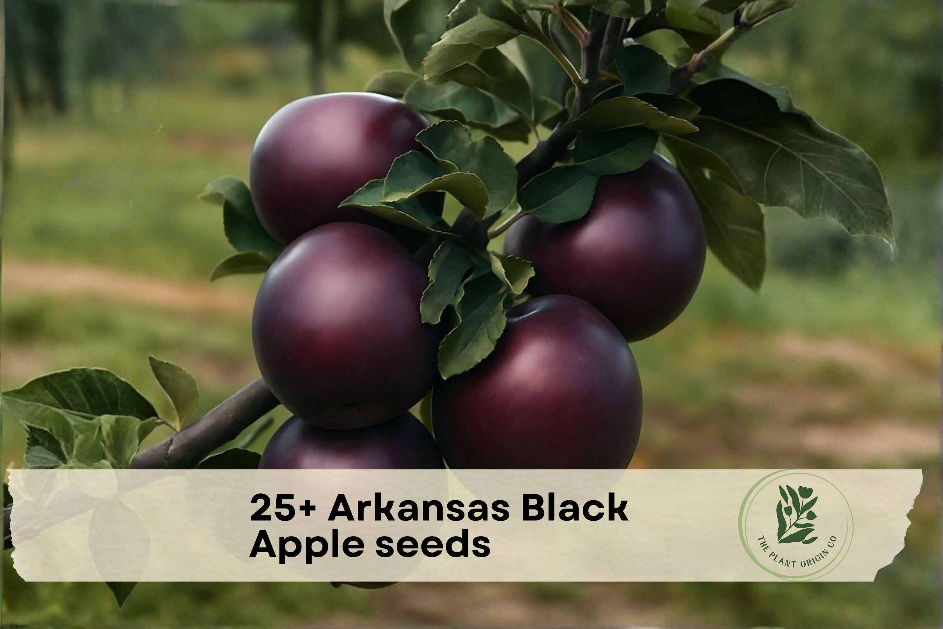 Arkansas Black Apple Seeds – Heirloom Malus domestica for Backyard Orchard, Edible Landscape, and Fruit Tree Cultivation