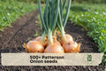 Patterson Onion Seeds, Bulk 500+ | Allium cepa, Storage & Cooking Onions for Garden, Vegetable Patch