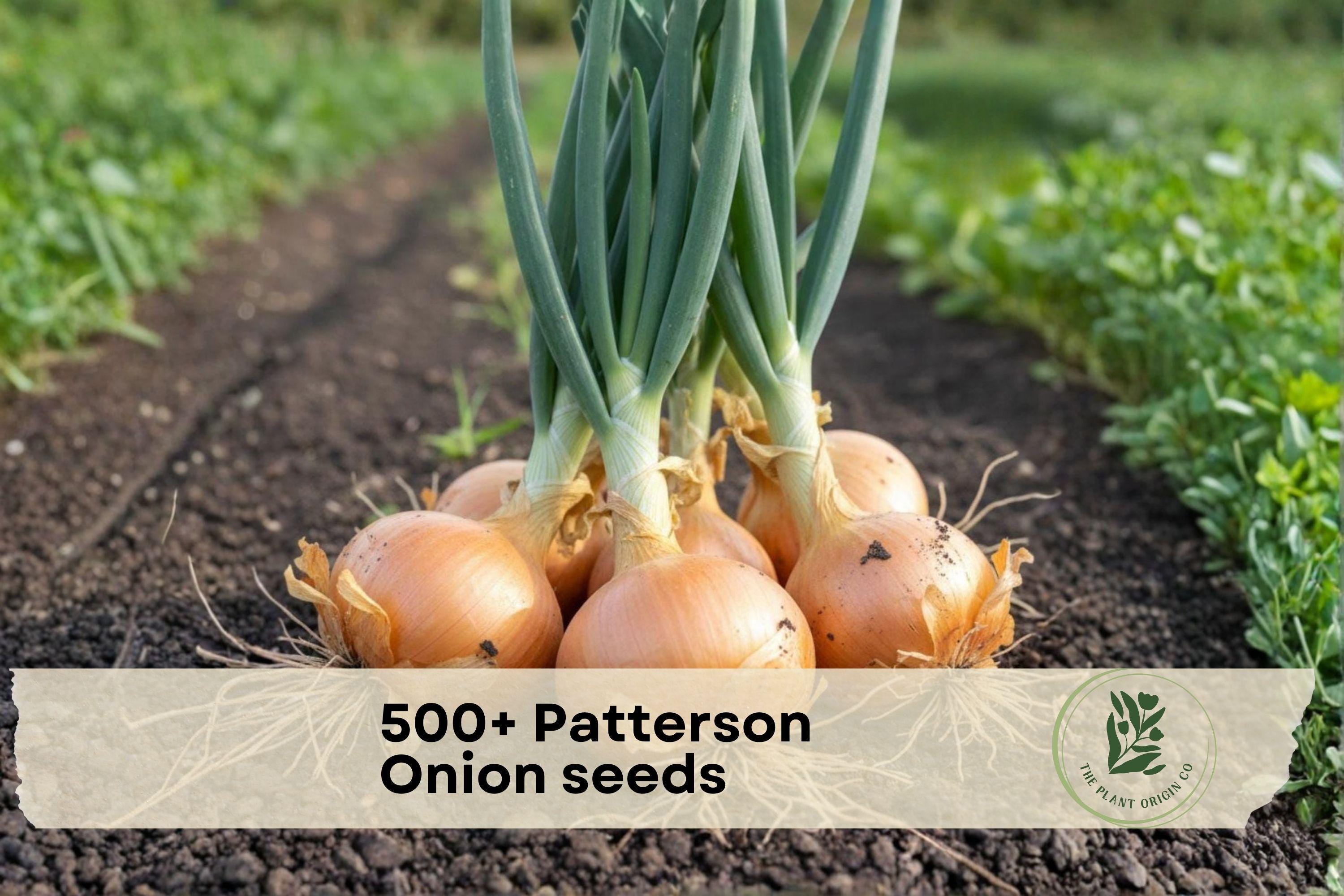 Patterson Onion Seeds, Bulk 500+ | Allium cepa, Storage & Cooking Onions for Garden, Vegetable Patch