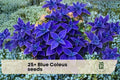 Blue Coleus Seeds – 25+ Pack, Ornamental Foliage, Shade Garden, Container Plant, Plectranthus scutellarioides