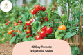 42-Day Tomato Seeds 100+ | Heirloom Early Ripening Red Solanum lycopersicum for Garden Beds & Containers