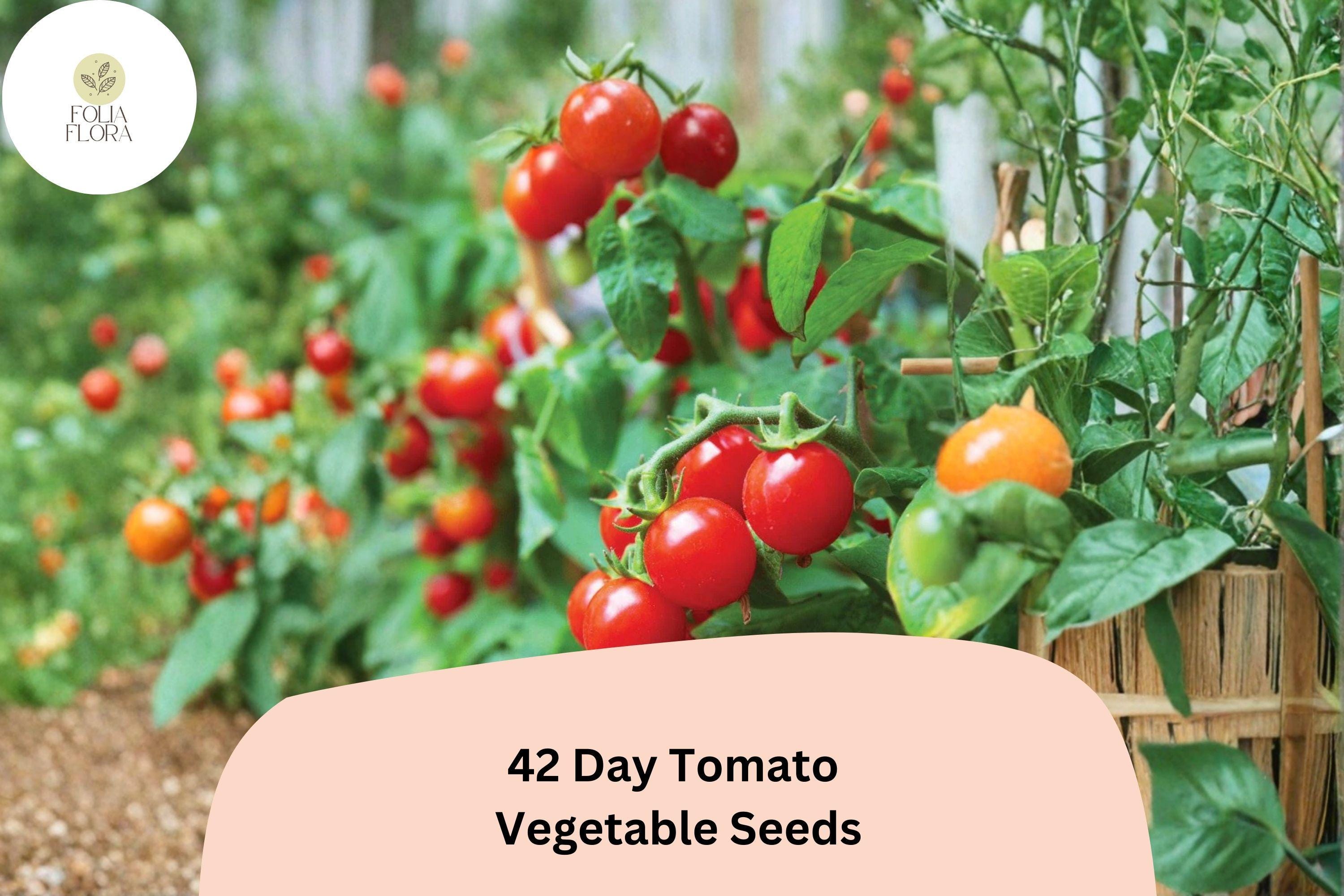 42-Day Tomato Seeds 100+ | Heirloom Early Ripening Red Solanum lycopersicum for Garden Beds & Containers