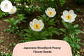 Japanese Woodland Peony Seeds 5 Paeonia japonica Shade-Loving White Spring Flower for Woodland Gardens
