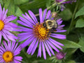 Symphyotrichum novae-angliae Seeds | New England Aster Perennial Wildflower Pollinator Garden Seeds