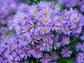 Symphyotrichum Novi-Belgii Seeds - New York Aster Perennial Flower, Heirloom, Non-GMO, Pollinator-Friendly Wildflower Seeds