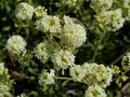 Golden Wild Buckwheat Seeds – Eriogonum heracleoides Native Wildflower for Drought-Tolerant Gardens, Rock Gardens, Xeriscape