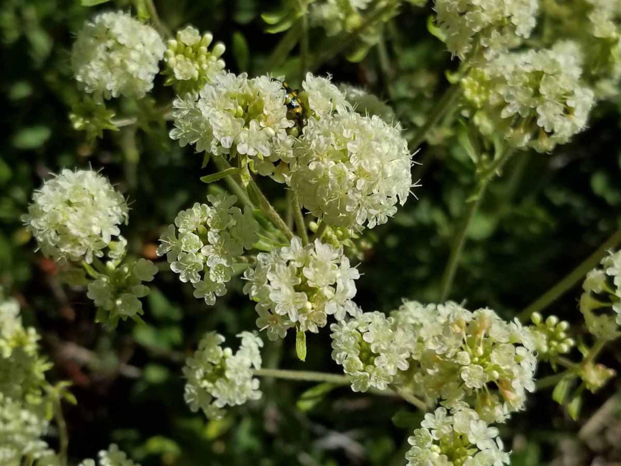 Golden Wild Buckwheat Seeds – Eriogonum heracleoides Native Wildflower for Drought-Tolerant Gardens, Rock Gardens, Xeriscape