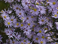 Symphyotrichum Oolentangiense Seeds Sky Blue Aster Wildflower Perennial Pollinator Garden Plant