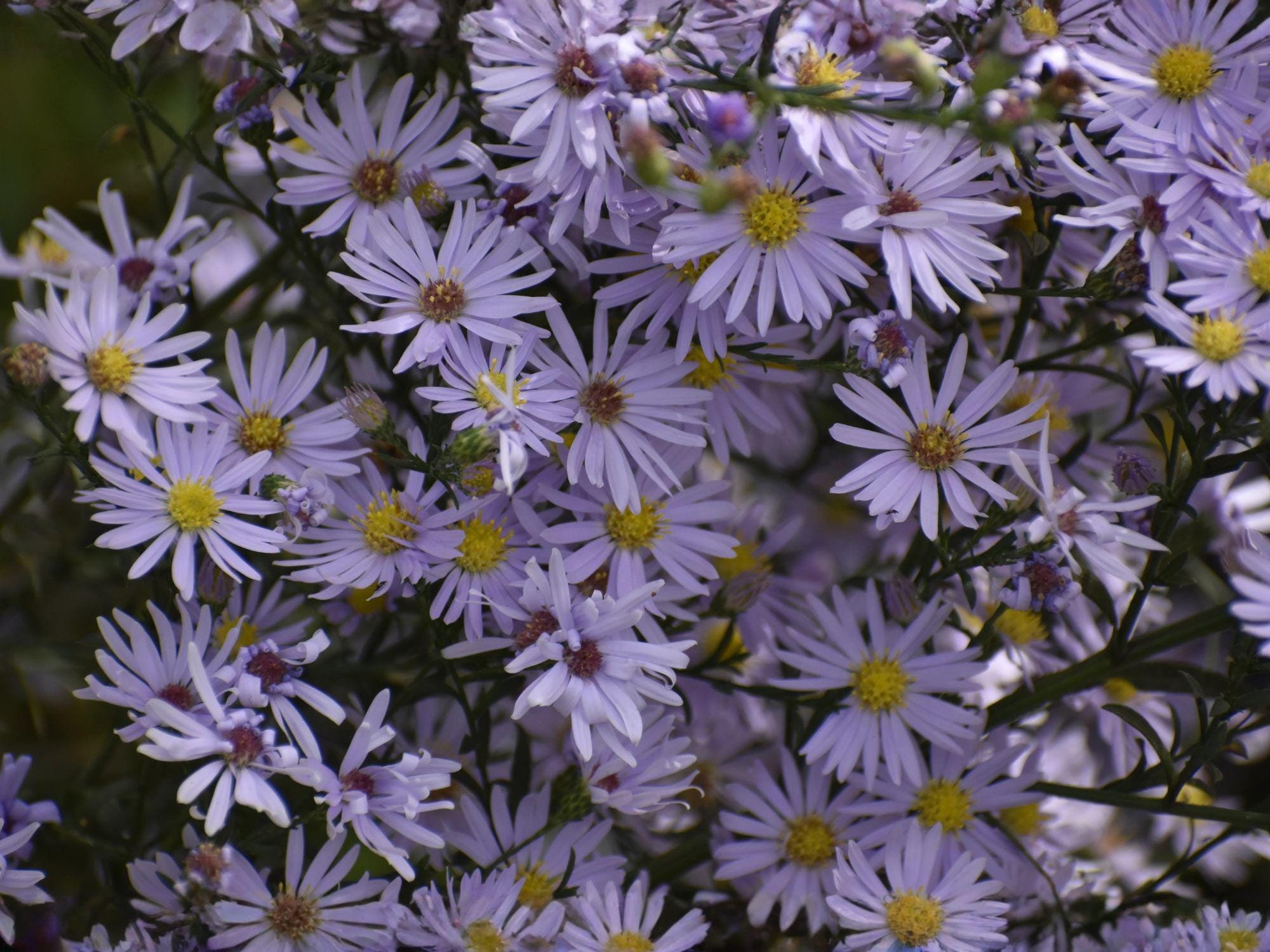 Symphyotrichum Oolentangiense Seeds Sky Blue Aster Wildflower Perennial Pollinator Garden Plant