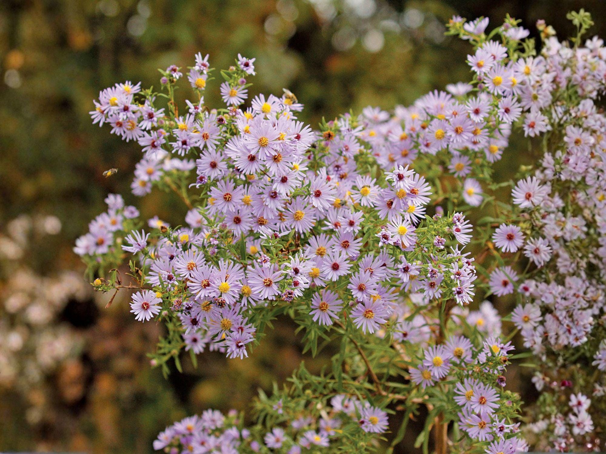 Symphyotrichum Praealtum Seeds | Tall Willow Aster Heirloom Non-GMO Wildflower Pollinator Garden Perennial Seeds