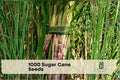 1000 Sugar Cane Seeds, Perennial Grass, Saccharum officinarum, Tall Growing, Sweet Stalks, Warm Climate Crop