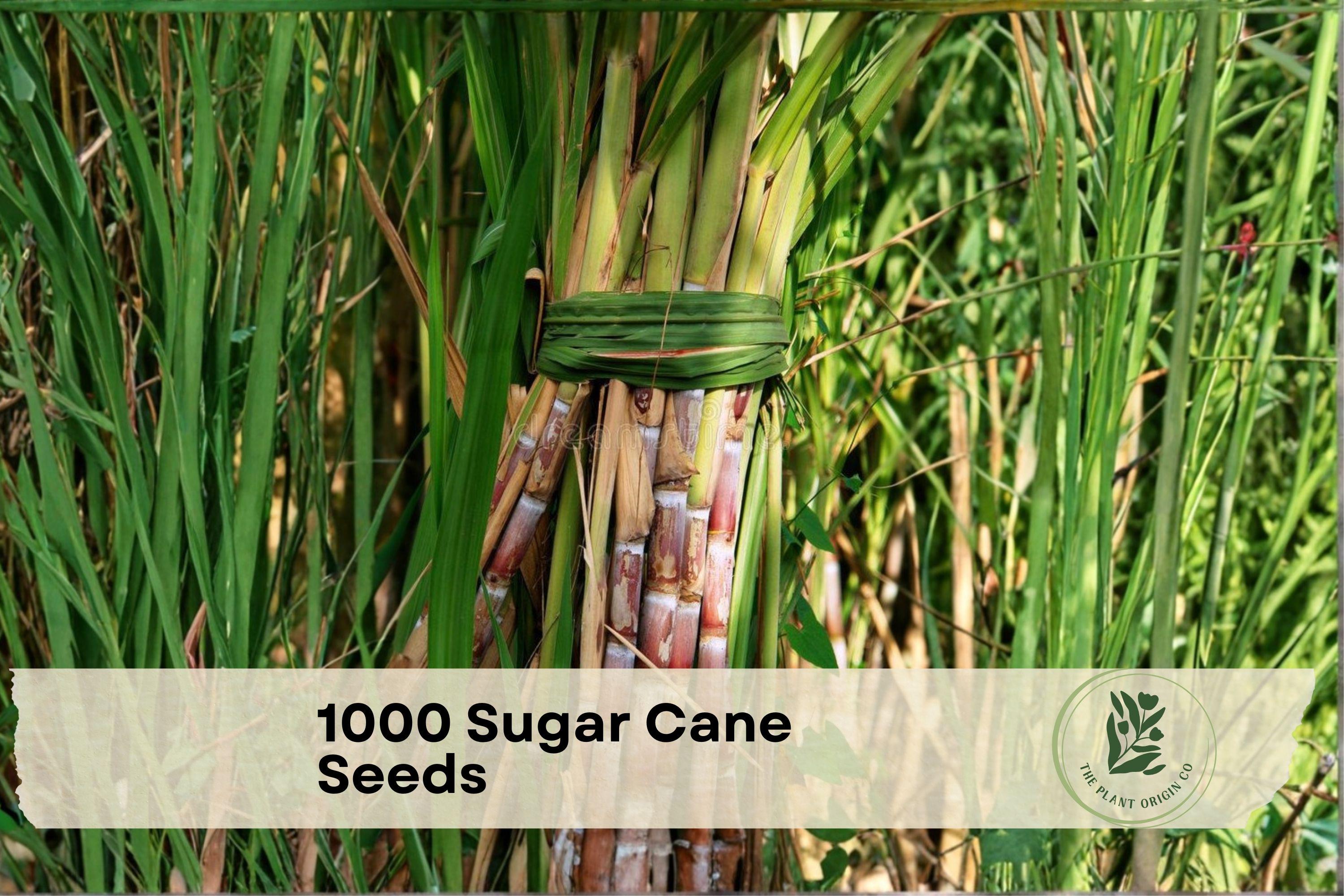 1000 Sugar Cane Seeds, Perennial Grass, Saccharum officinarum, Tall Growing, Sweet Stalks, Warm Climate Crop