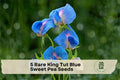 Rare King Tut Blue Sweet Pea Seeds – Climbing & Trailing Vine with Azure Blue Flowers, Lathyrus sativus azureus