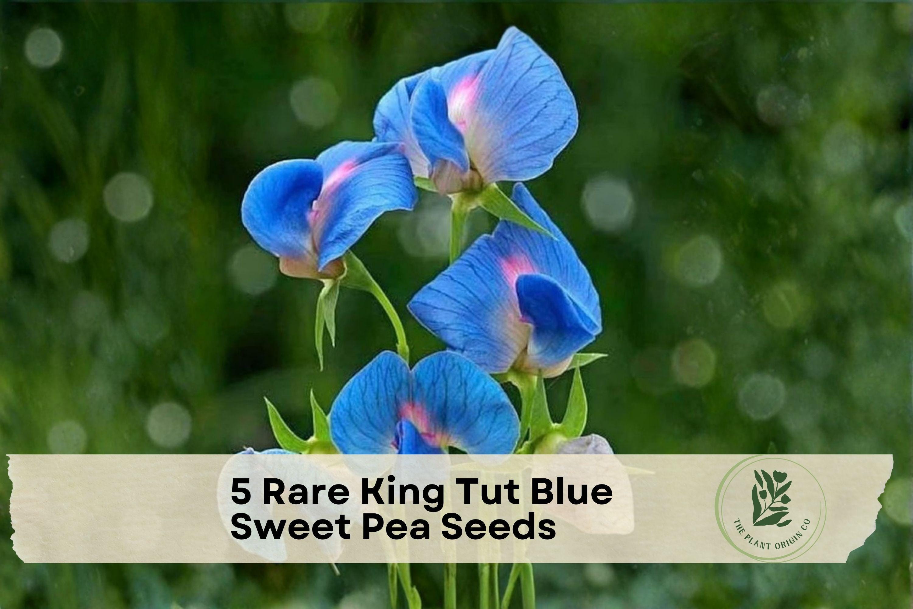 Rare King Tut Blue Sweet Pea Seeds – Climbing & Trailing Vine with Azure Blue Flowers, Lathyrus sativus azureus