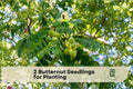 2 Butternut Seedlings for Planting - Juglans cinerea White Walnut Native Nut Tree for Orchard & Landscape