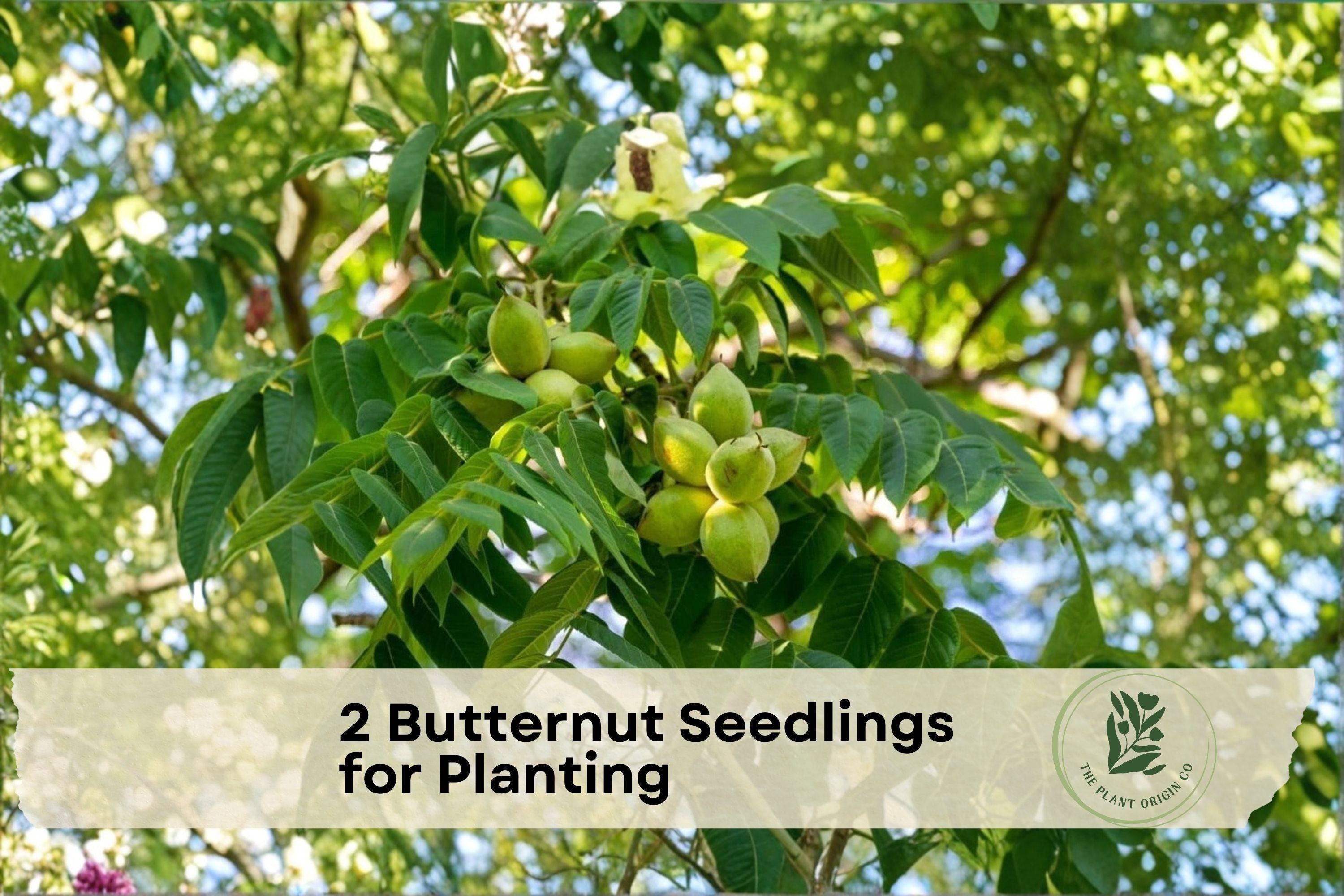 2 Butternut Seedlings for Planting - Juglans cinerea White Walnut Native Nut Tree for Orchard & Landscape