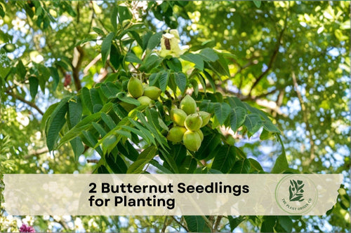2 Butternut Seedlings for Planting - Juglans cinerea White Walnut Native Nut Tree for Orchard & Landscape