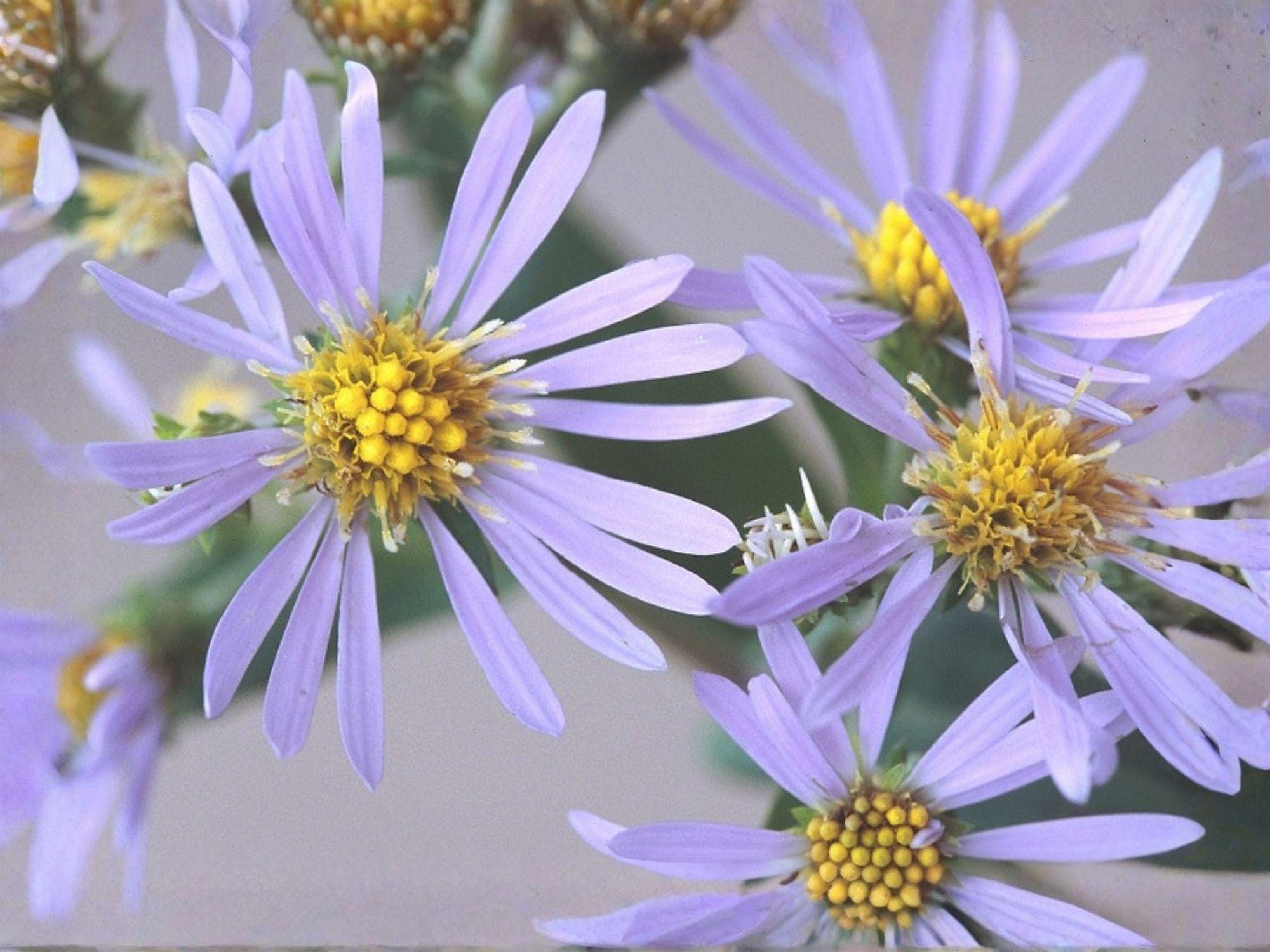 Symphyotrichum Prenanthoides Seeds - Crooked-Stemmed Aster Perennial Wildflower Pollinator Garden Flower Seeds