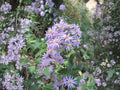 Short’s Aster Seeds - Symphyotrichum shortii Heirloom Non-GMO Pollinator Flower Seeds for Shade Gardens