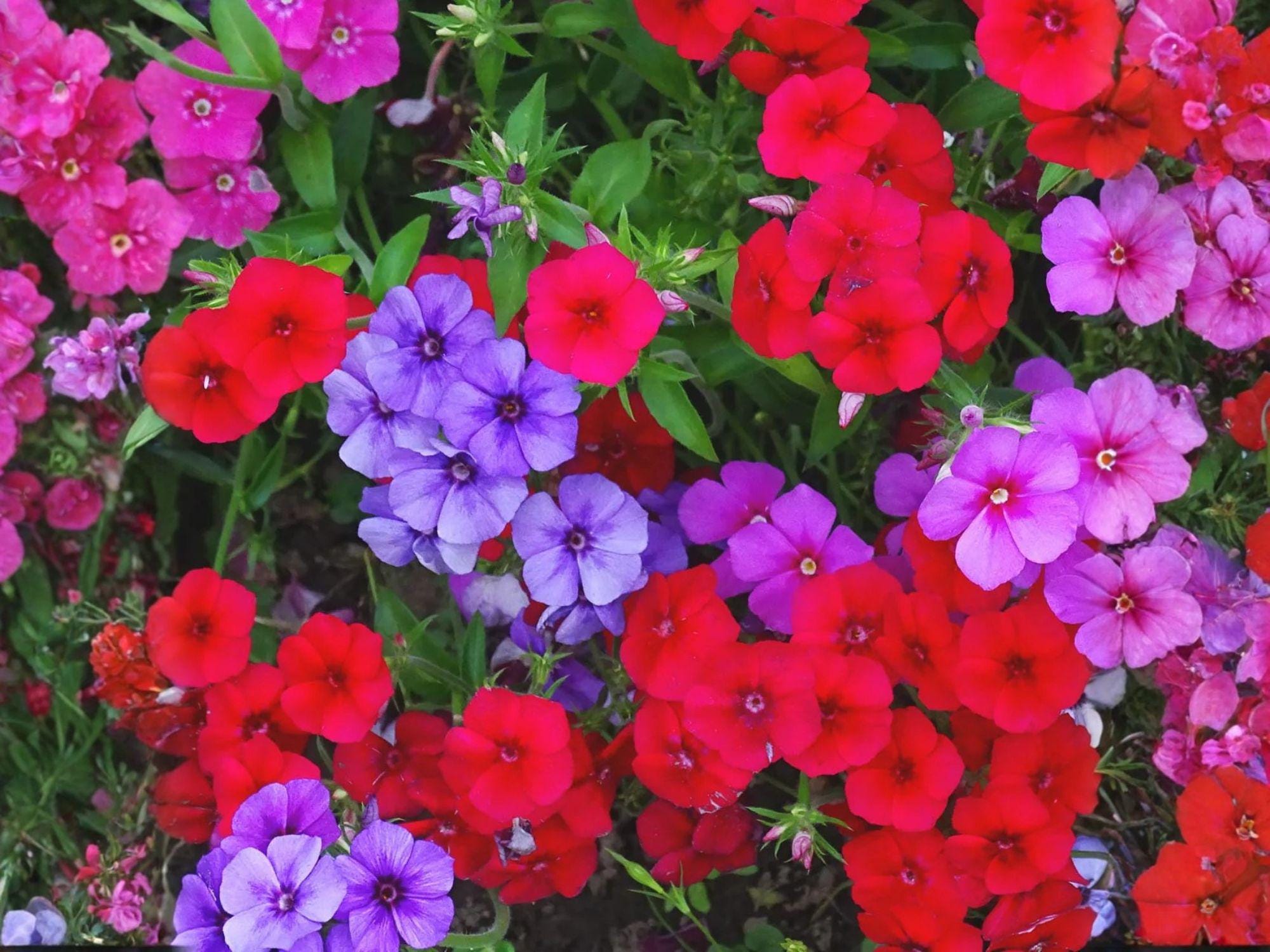 Annual Phlox Seeds – Heirloom Non-GMO Cottage Garden Flowers – Phlox drummondii, Bright Color, Easy Grow