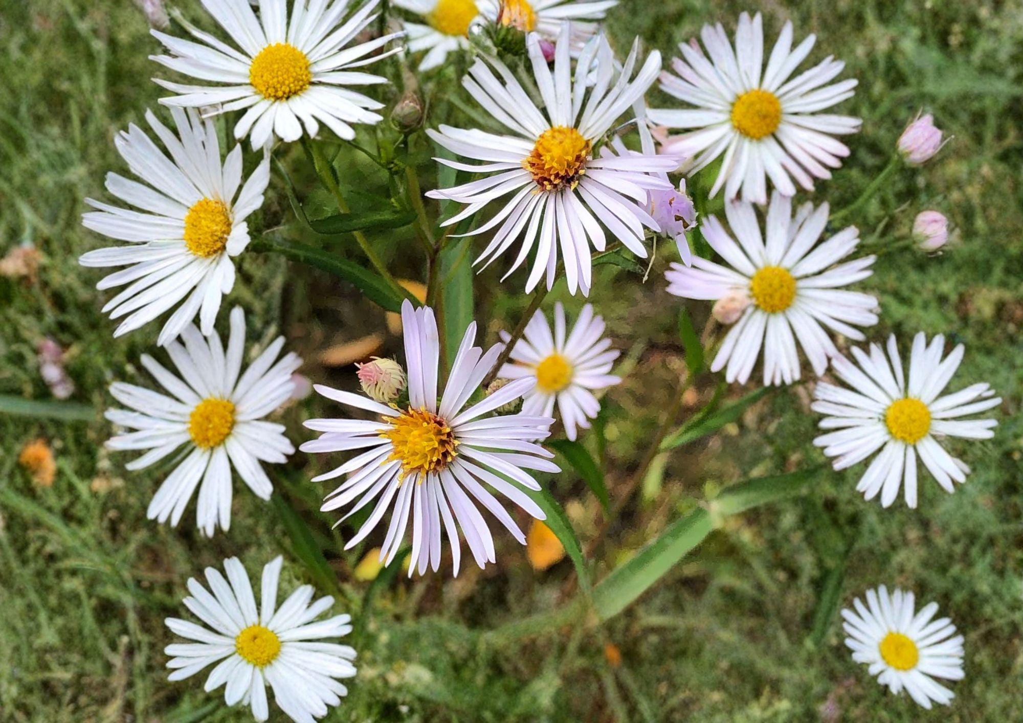 Panicled Aster Seeds – White Fall Blooms Native Perennial for Pollinator Gardens – Symphyotrichum lanceolatum, 100 Seeds