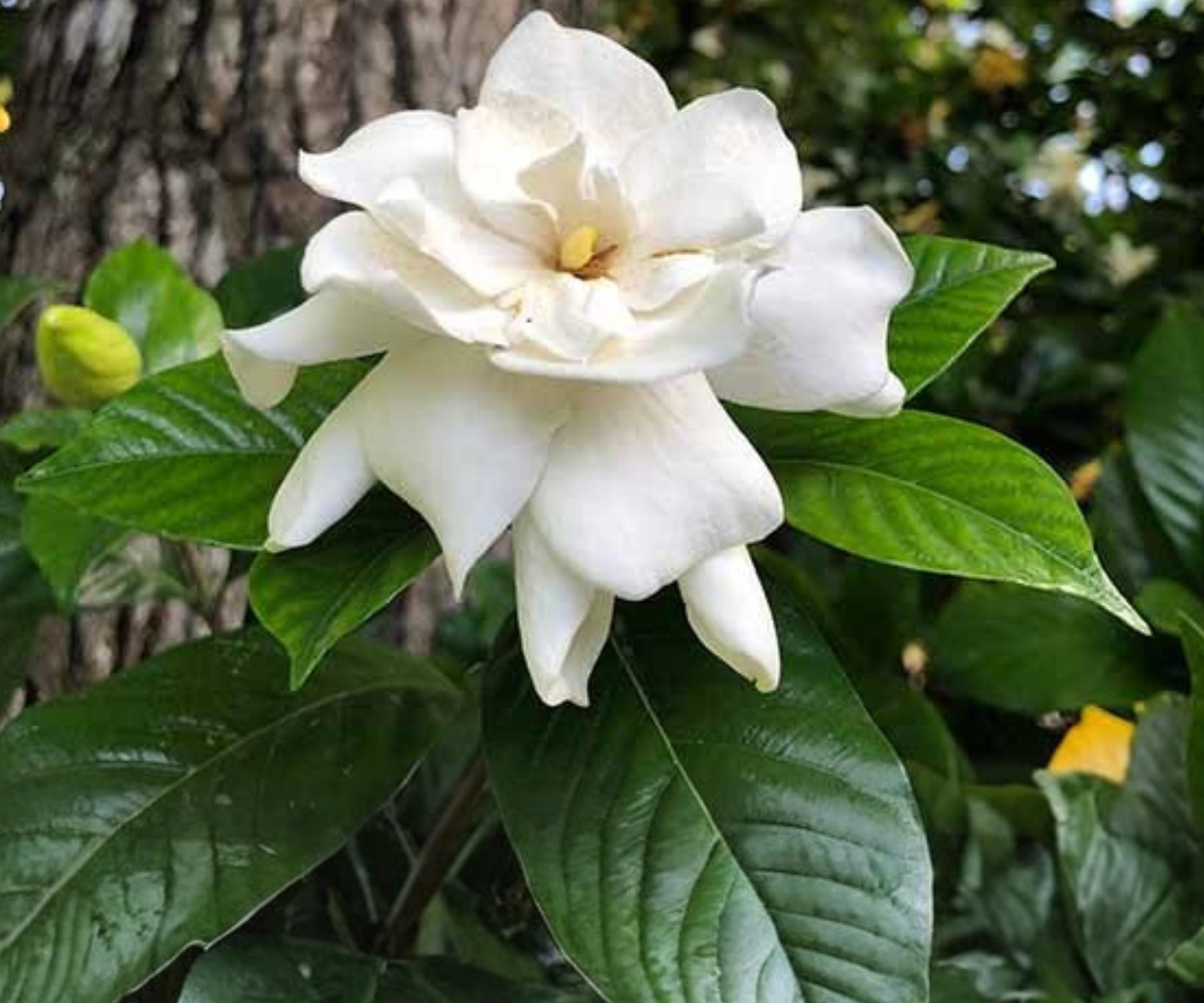 Gardenia jasminoides Cuttings - Heirloom White Fragrant Shrub - Evergreen Gardenia Bush for Landscaping