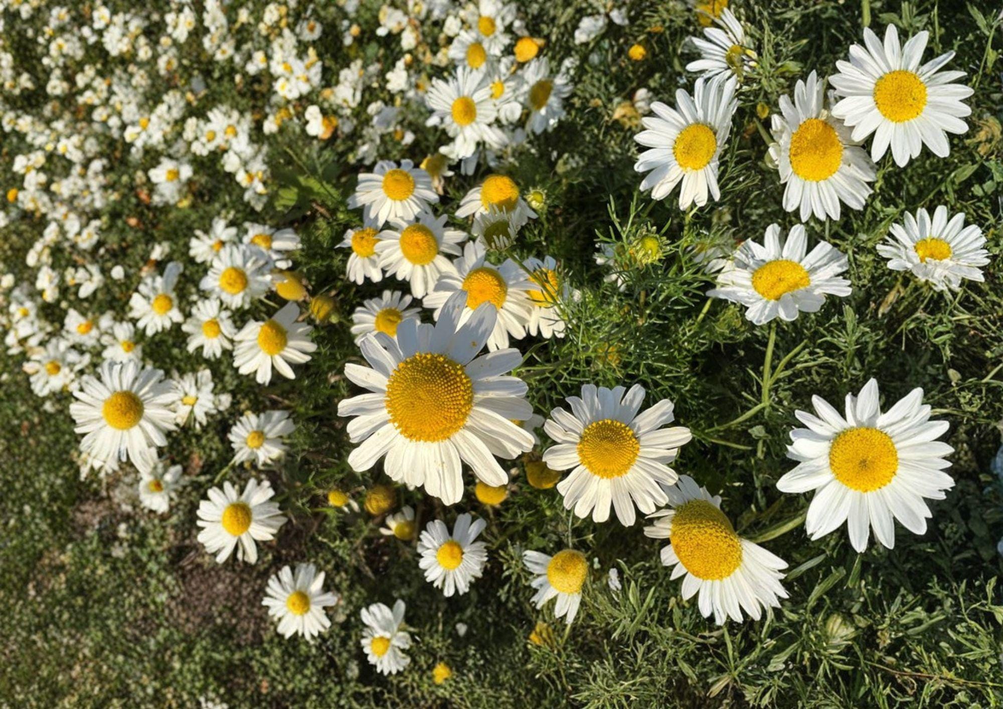 German Chamomile Seeds – Fragrant Daisy Flowers for Tea, Herbal Remedies, Matricaria recutita, Annual Herb for Garden, Cottage, Pollinator