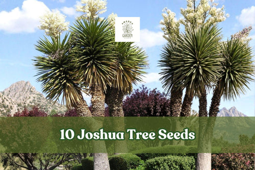 10 Joshua Tree Seeds – Yucca brevifolia Desert Plant, Succulent, Ornamental, Full Sun, Well-Drained Soil