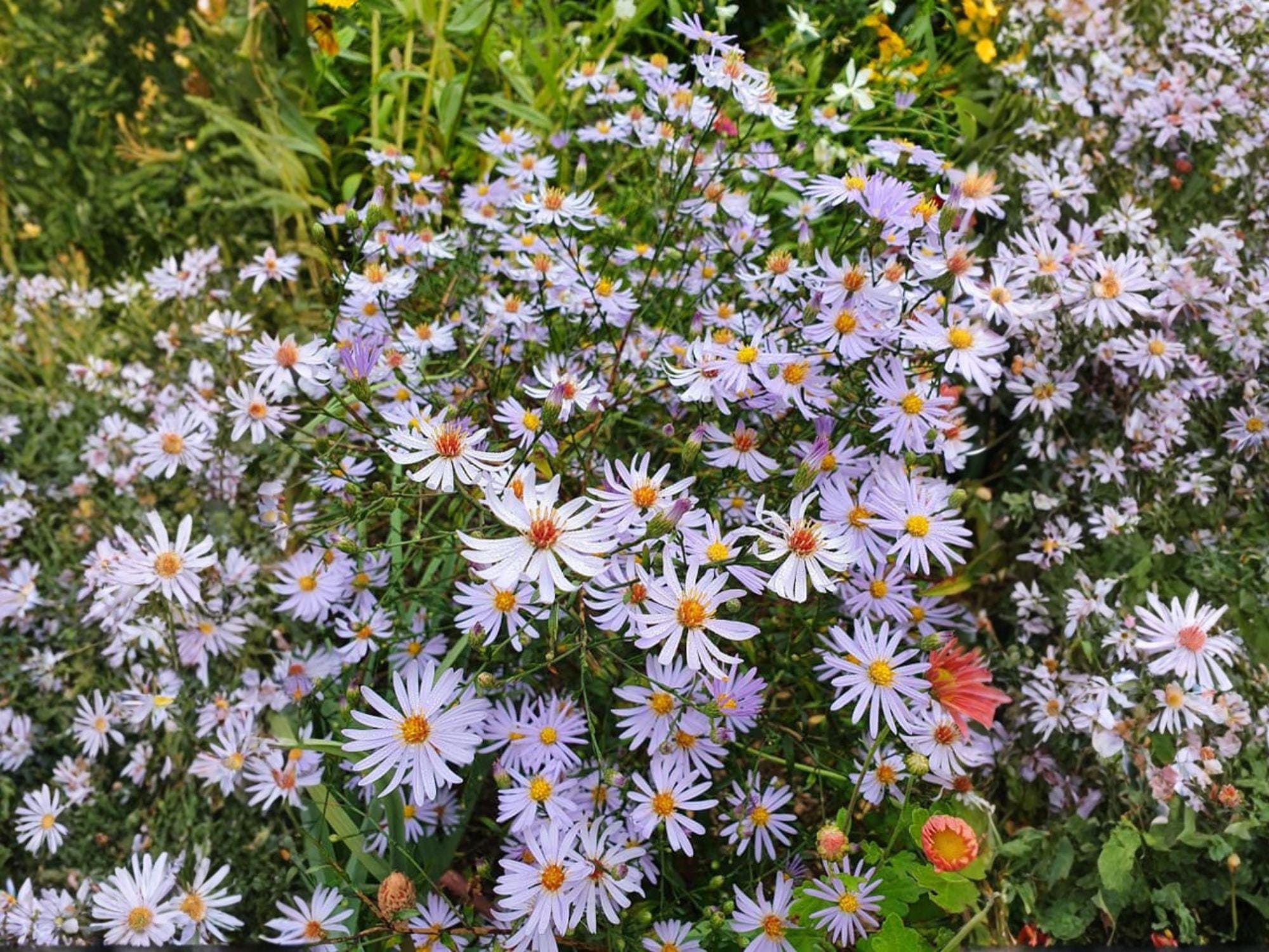 Symphyotrichum turbinellum Prairie Aster Seeds - Heirloom Non-GMO Wildflower Native Plant for Garden, Meadow, Landscaping