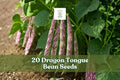 20 Dragon Tongue Bean Seeds – Heirloom Bush Beans, Phaseolus vulgaris, Cream Pods with Purple Streaks, Compact Plant, Full Sun