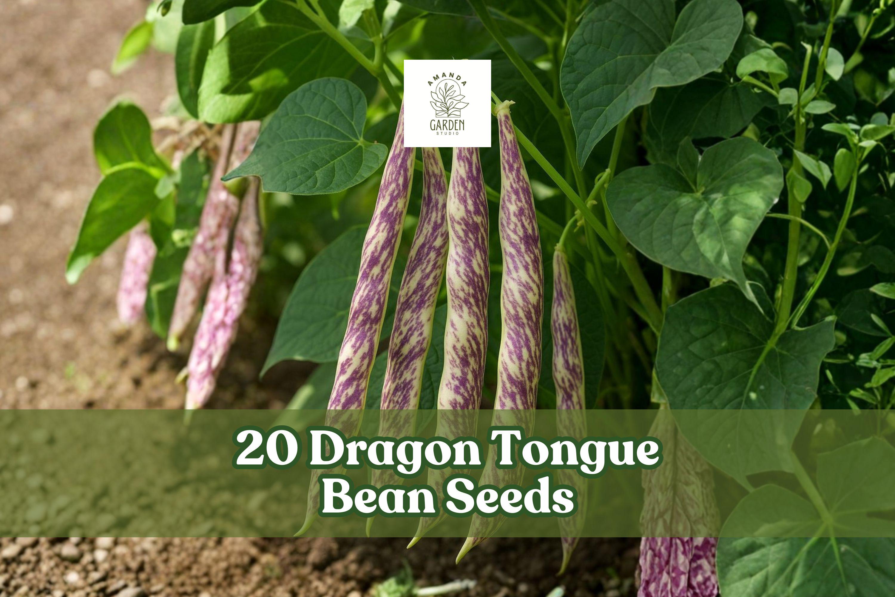 20 Dragon Tongue Bean Seeds – Heirloom Bush Beans, Phaseolus vulgaris, Cream Pods with Purple Streaks, Compact Plant, Full Sun