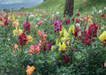 500+ Tetra Snapdragon Seeds Antirrhinum majus Colorful Tall Garden Flowers, Fast Growing Annual for Borders & Cut Flowers