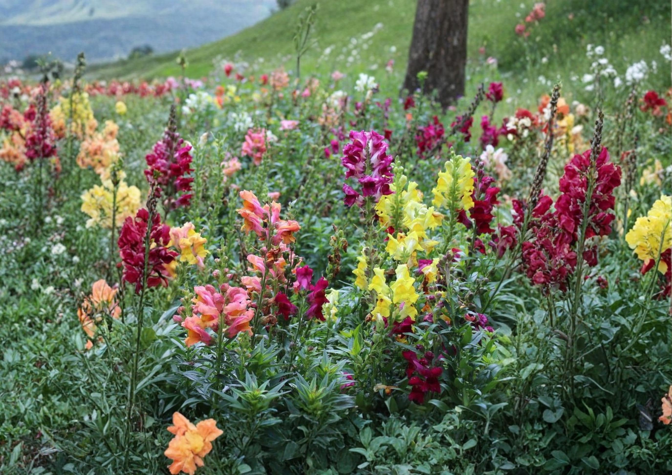 500+ Tetra Snapdragon Seeds Antirrhinum majus Colorful Tall Garden Flowers, Fast Growing Annual for Borders & Cut Flowers