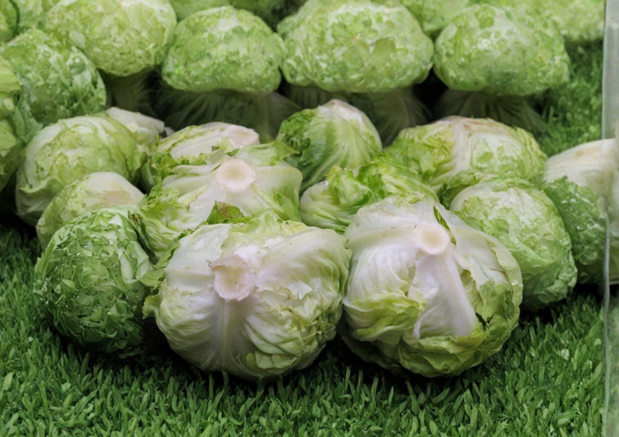 Iceberg Batavian Lettuce Seeds, Non-GMO, Crisphead, Lactuca sativa, Cool Season, Fast Growing, Salad Greens, Garden Vegetables