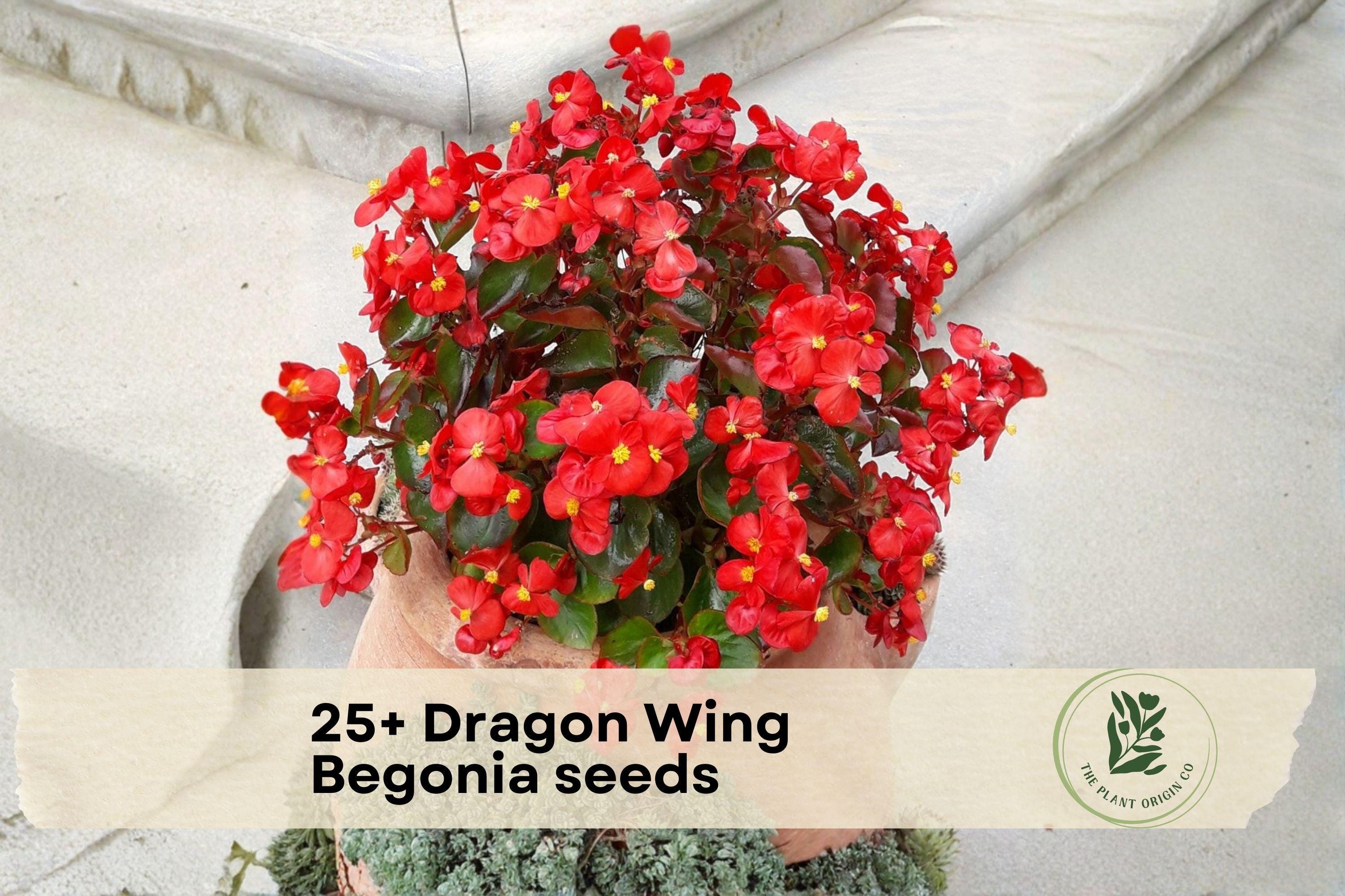 25+ Dragon Wing Begonia Seeds – Vibrant Red/Pink Blooms, Glossy Green Foliage, Hanging Baskets & Shade Gardens, Begonia x hybrida