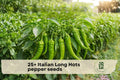 Italian Long Hots Pepper Seeds – Heirloom Capsicum annuum for Cooking, Grilling & Fresh Eating, Long Slender Green to Red Fruits, 25+ Seeds