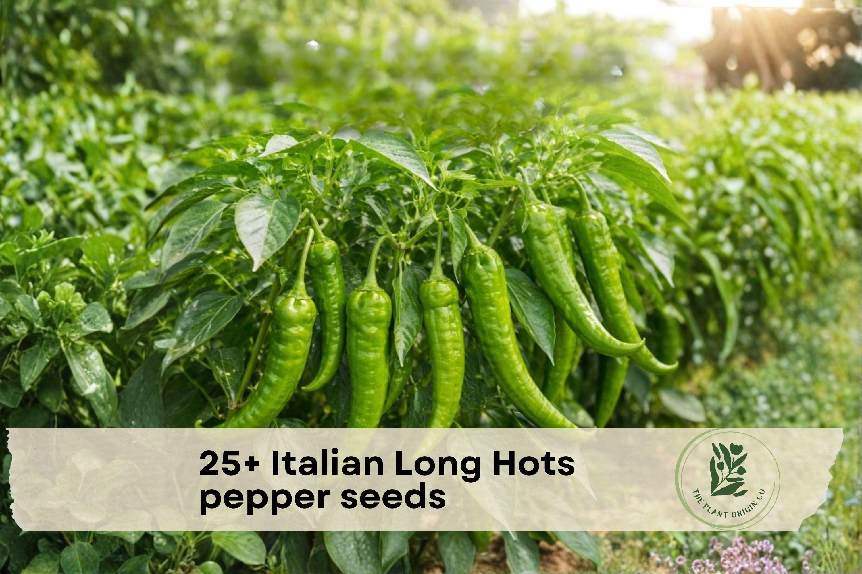 Italian Long Hots Pepper Seeds – Heirloom Capsicum annuum for Cooking, Grilling & Fresh Eating, Long Slender Green to Red Fruits, 25+ Seeds