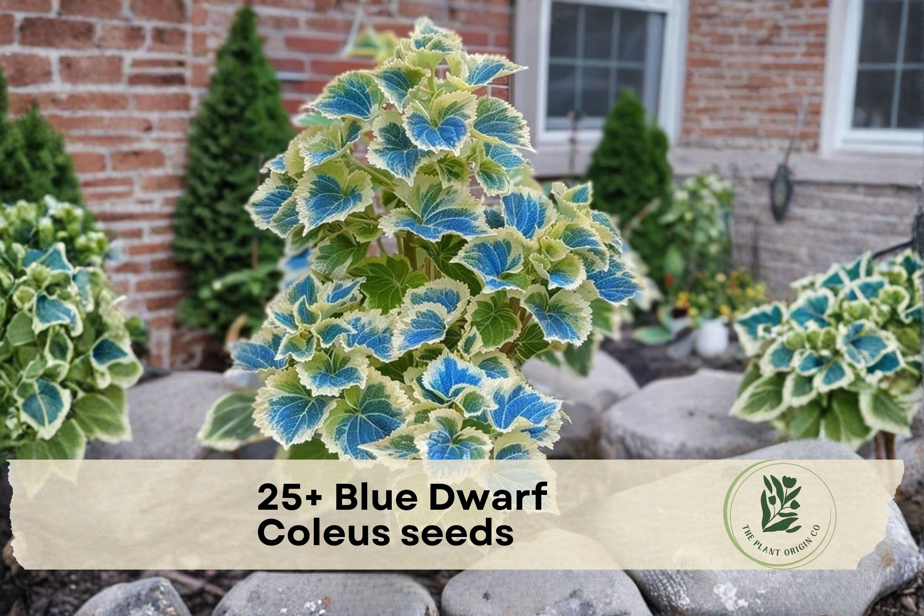 25+ Blue Dwarf Coleus Seeds | Compact Ornamental Foliage Plant | Shade Garden, Container, Indoor Decor | Coleus scutellarioides